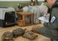 [Sociedad] Rescatan tortugas y aves exóticas en Misiones tras denuncia de tráfico ilegal