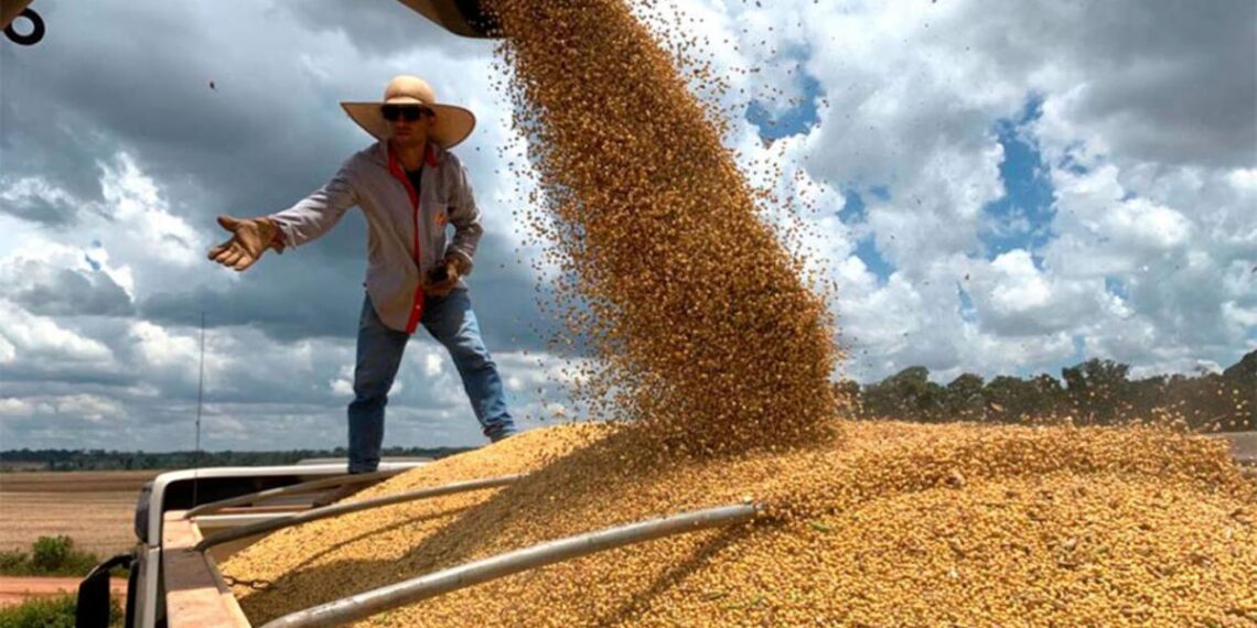 El maíz ganó terreno en la agricultura argentina y desplazó a la soja de primera