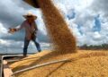 El maíz ganó terreno en la agricultura argentina y desplazó a la soja de primera