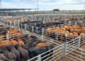 Mercado de Cañuelas: cayó el Índice General, pero el valor del novillo cerró en alza