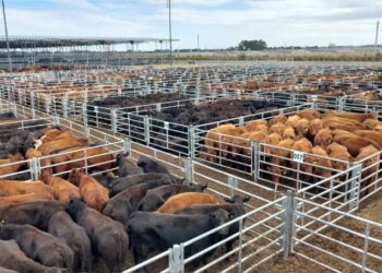 Mercado de Cañuelas: cayó el Índice General, pero el valor del novillo cerró en alza