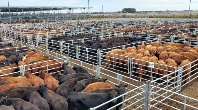 Mercado de Cañuelas: cayó el Índice General, pero el valor del novillo cerró en alza