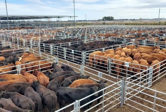 Mercado de Cañuelas: cayó el Índice General, pero el valor del novillo cerró en alza
