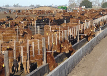 Un estudio sobre residuos en suelos de feedlots argentinos generó un pedido de restricciones a la carne en Europa