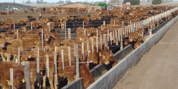 Un estudio sobre residuos en suelos de feedlots argentinos generó un pedido de restricciones a la carne en Europa