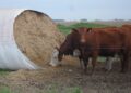 Exceso de lluvias: las claves para evitar pérdidas en la producción de silaje de maíz