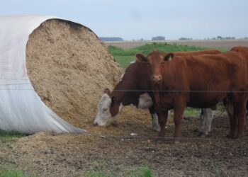 Exceso de lluvias: las claves para evitar pérdidas en la producción de silaje de maíz