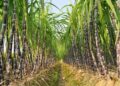 Caña de azúcar: una nueva tecnología busca reducir costos y mejorar la siembra