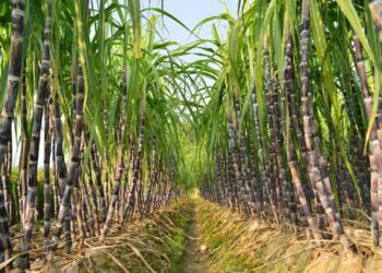 Caña de azúcar: una nueva tecnología busca reducir costos y mejorar la siembra