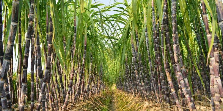 Caña de azúcar: una nueva tecnología busca reducir costos y mejorar la siembra