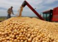 La caída del real brasileño presiona los precios de la soja, el azúcar y el café en los mercados internacionales